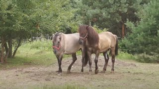 Ogier Tort kryje w tabunie Konika Polskiego [upl. by Nickolas]