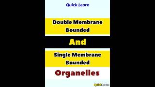 Double And Single Membrane Bounded Organelles  Quick Learn shorts [upl. by Mcquoid]