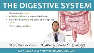 The Digestive System  GCSE Biology 91 [upl. by Viridissa]