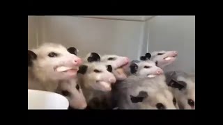 Opossums ChewingEating Bananas 2 hr loop ASMR [upl. by Atteinotna]