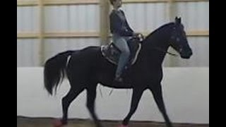 The Gaited Horse Gait Spectrum [upl. by Ahsemit7]