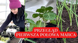 CO SIAĆ W MARCU PIERWSZA POŁOWA MIESIĄCA KTÓRE ROZSADY MOGĄ BYĆ W SZKLARNI  Ogród warzywny [upl. by Ettenowtna]