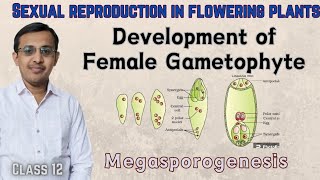 The PistilMegasporangium and Embryo Sac Class 12MegasporogenesisSexual reproduction in plants [upl. by Ralf]