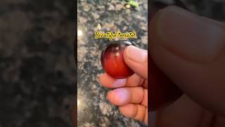 Strawberry tomato Beautiful with an unusual pleasant taste tomato garden horta brasil usa [upl. by Aidni400]