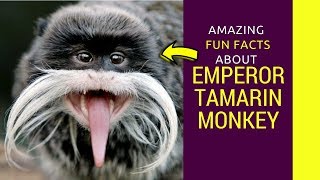 Emperor Tamarin monkey Baby Emperor Tamarin monkey pet facts for kids [upl. by Lalla]