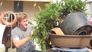 Bjorn Bjorholms Bonsai demo [upl. by Erbas]