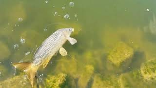 Braidwood lake fishing [upl. by Warms]