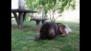 Leonberger plays with a kitten [upl. by Aleka]