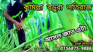 লতিরাজ কচু চাষ পদ্ধতি কুমিল্লা  Lotiraj kochu cumilla [upl. by Anaik]