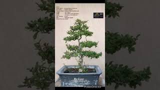 SN49 bonsai pruning wiring Carmona RetusaFukien TeaBoxwood shorts [upl. by Monto]