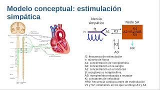 Modelo 12 Sistema nervioso autónomo Efecto del sistema simpático en la frecuencia cardiaca [upl. by Norine]