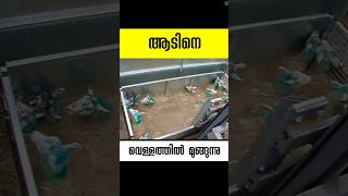 ആടിനെ മുക്കുന്ന വെള്ളം sheep dip malayalam facts shorts [upl. by Jedidiah]