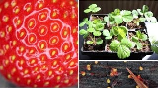 How to Grow Strawberries from Fruit Seeds [upl. by Atirma]