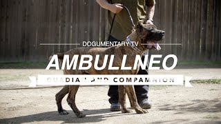 ALL ABOUT AMBULLNEO MASTIFF [upl. by Zurheide]