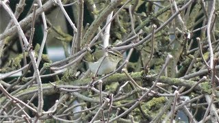 Yellowbrowed Warbler oxonbirdingblogspotcouk [upl. by Fennell]