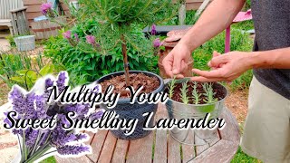 How to grow LAVENDER Cuttings [upl. by Notpmah]