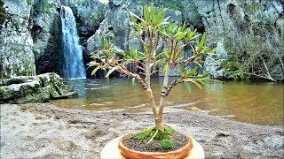 How To Create Bonsai Tree From Collected Material 1st Repotting Nerium Oleander Yamadori [upl. by Gertrudis]