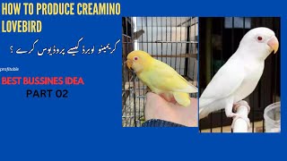 How to produce Creamino lovebird 7 best commercial pairing part 02 [upl. by Goar]