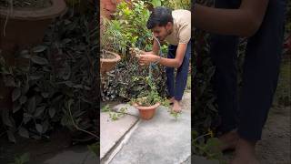 Diy Trellis For Plants trellis flowers trending youtube [upl. by Esilec977]