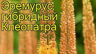 Эремурус гибридный Клеопатра Краткий обзор описание характеристик eremurus hybrida Cleopatra [upl. by Sexton720]