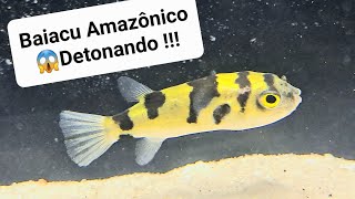 💥Baiacu Amazônico Atack💥 Colomesus Asellus Amazon Puffer [upl. by Lledyl]