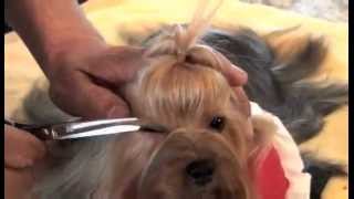 Yorkshire Terrier Show Grooming Part 2 of 2  Show Prep [upl. by Yeznil154]