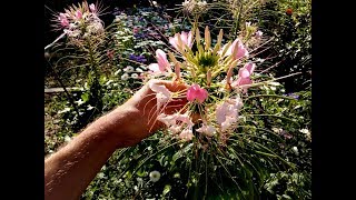 How to grow Cleome Hassleriana spider flower from seed [upl. by Leinoto]