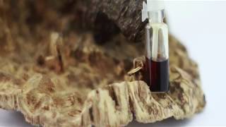 Vietnam cultivated agarwood Oud and distillation [upl. by Gibbie]