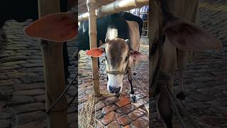 Gabtoli Haat Update September 2024 goruloversofchattga viralvideo bullsfight cow [upl. by Tobey899]