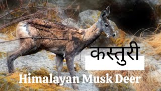 quotकस्तुरीquot endangered species Himalayan Musk Deer  SIKKIM [upl. by Kramer]