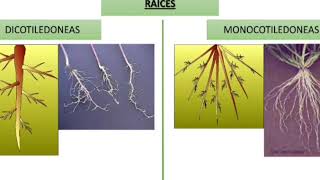 Angiospermas Dicotiledóneas y Monocotiledóneas  características [upl. by Studnia]