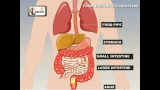 From Tasting To Digesting  Science [upl. by Nosned]