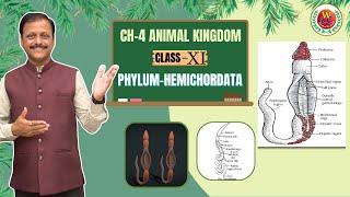 Phylum Hemichordata Easy Explanation  Ch4 Animal Kingdom  Class 11  NEET  Bio by Gulab Sir [upl. by Varipapa]