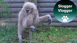 Hilarious Gibbons Freak Out About Rodent [upl. by Lynde]