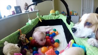 Cuteness Overload Watch This Dog Turn a Baby Crib Into a Ball Pit [upl. by Yarb92]