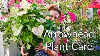 ARROWHEAD PLANT SYNGONIUM CARE amp GROWING TIPS  JOY US GARDEN [upl. by Lishe208]