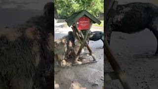 Skansen  Stockholm Sweden 🇸🇪 sweden stockholm europeancity travelvlog arfaamjad [upl. by Ees219]