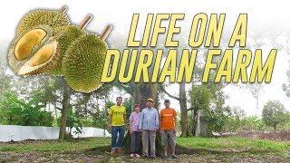 Inside a Durian Farm In Pahang Farm To Table [upl. by Wexler258]