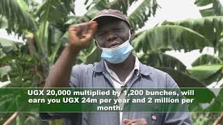 Harvest Money Expo Washington Mugerwa a banana farmer sharing insights on Matooke farming [upl. by Ahsihat]