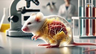 Scientists Turn Mice’s Skin Transparent Using a Simple Food Dyescience discovery innovation [upl. by Lavinie610]