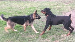 A Strong German Shepherd Tests Strong Rottweiler [upl. by Nepets608]