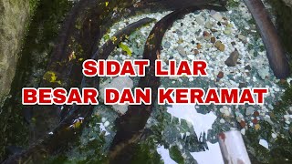 BELUT SIDAT LIAR TERBESAR YANG DI KERAMATKAN PANJANGNYA HAMPIR DUA METER [upl. by Zendah]