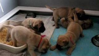 Bullmastiff puppies 4 weeks [upl. by Eninaej]