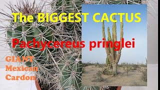 The Plant Traveller Pachycereus pringlei Biggest Cactus Mexican Cardon [upl. by Dasteel]