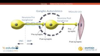 Sistema Nervioso Autónomo [upl. by Enylrac]