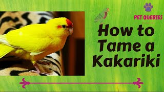 How to tame a kakariki  Tips to tame kakariki  kakariki [upl. by Alket]