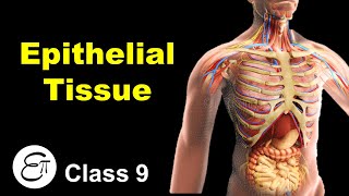 Epithelial Tissue and its Types  Animal Tissues Part 2  in Hindi for Class 9 [upl. by Joachim550]