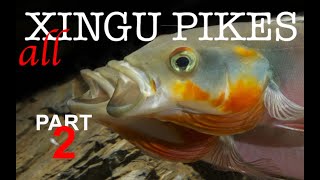 Pike cichlids Crenicichla habitat guide Xingu pikes in nature and the aquarium Part 2 [upl. by Enorel7]