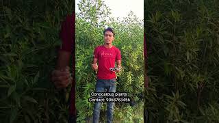 Conocarpus plants timber indoorplantnursery gardenplants nursery india [upl. by Etselec285]