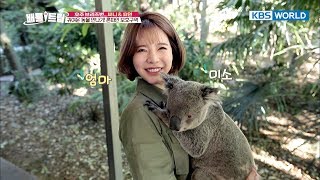 Cute Koala cuddled up in Sunnys arms Battle Trip20171022 [upl. by Jeramey]